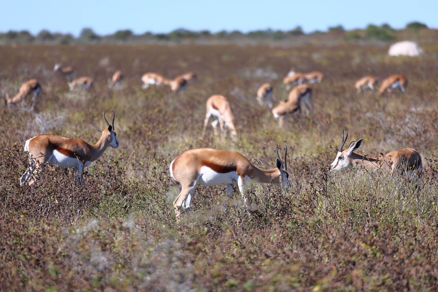 Etosha - Springbok (Antidorcas marsupialis)