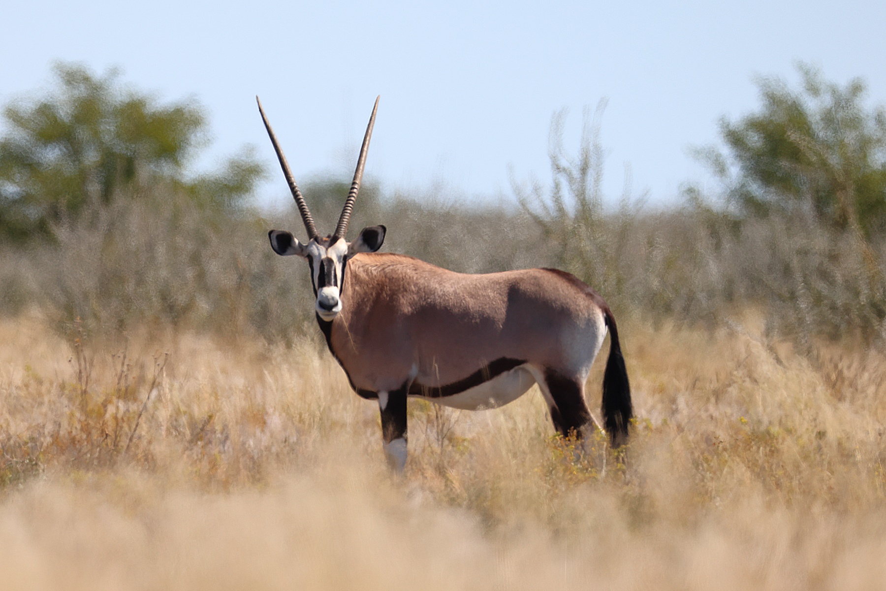 Etosha - South African oryx (Oryx gazella)