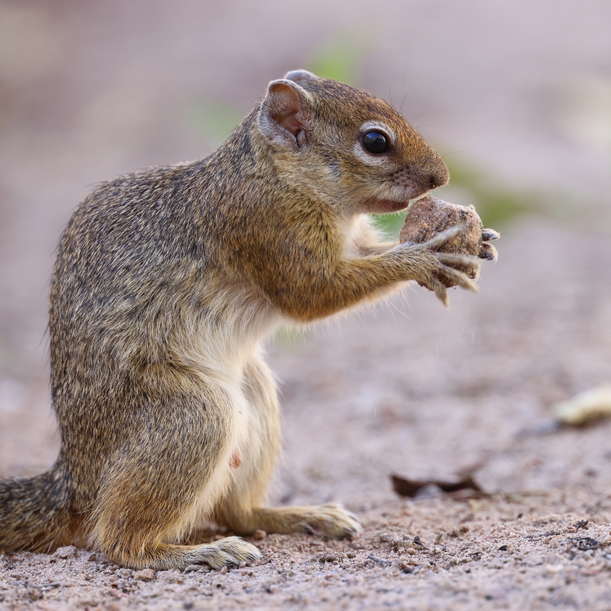 Etosha - Smith's bush squirrel (Paraxerus cepapi)