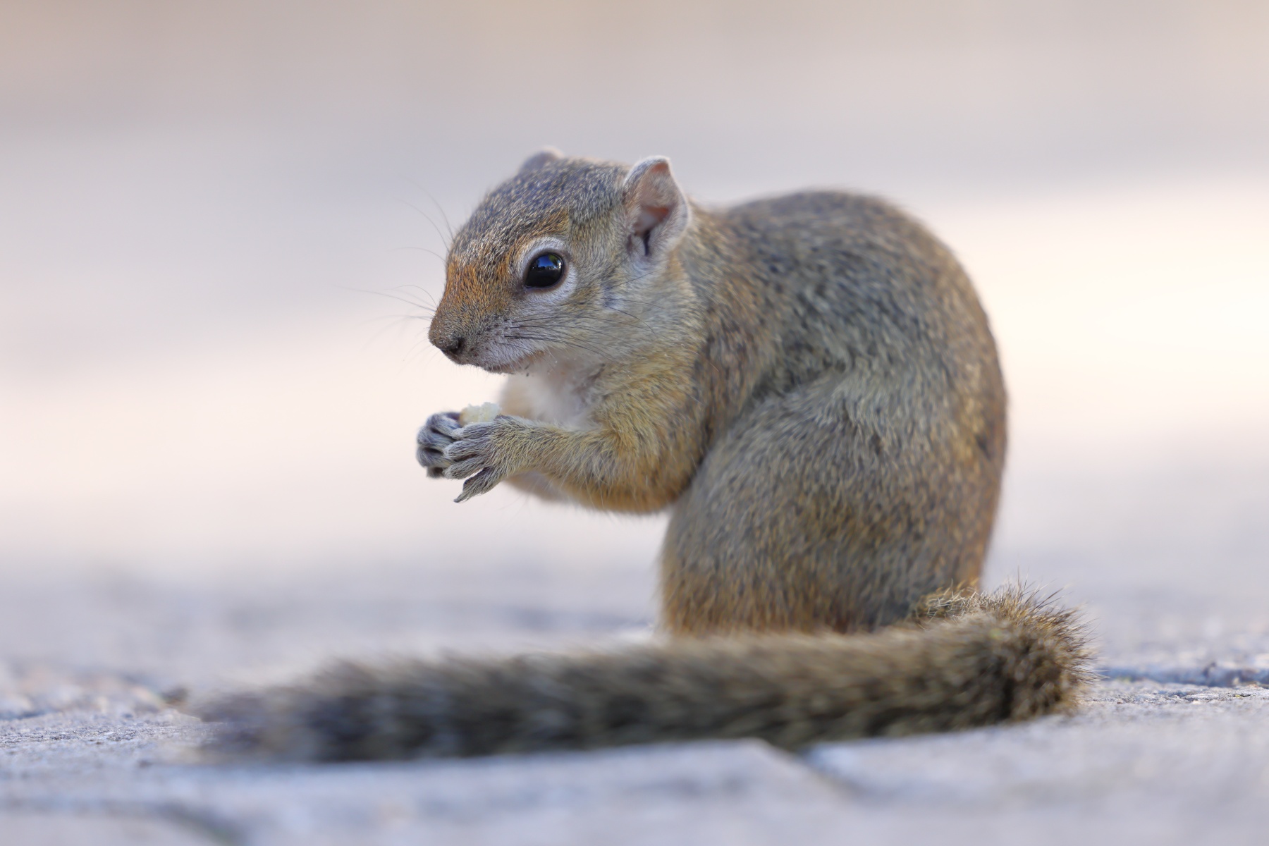 Etosha - Smith's bush squirrel (Paraxerus cepapi)