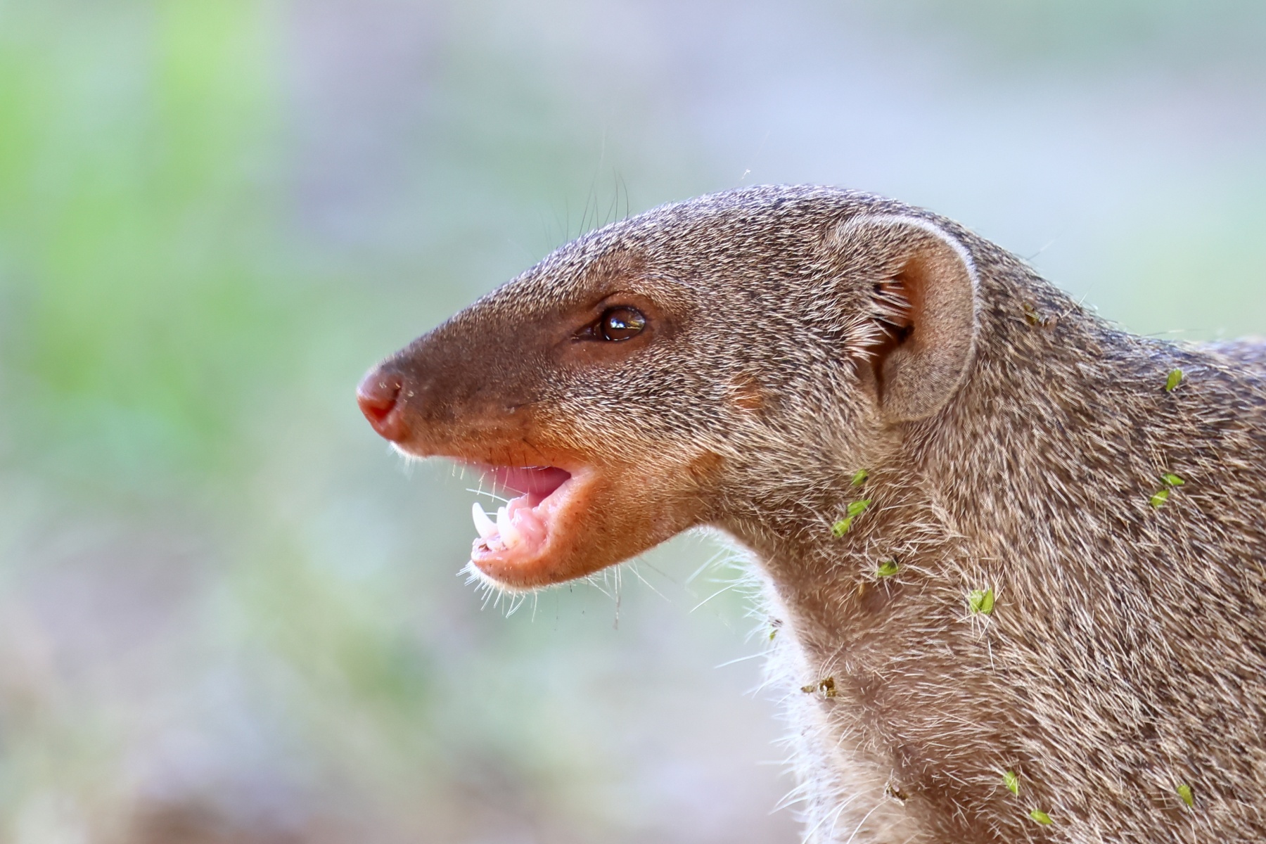 Etosha - Banded mongoose (Mungos mungo)