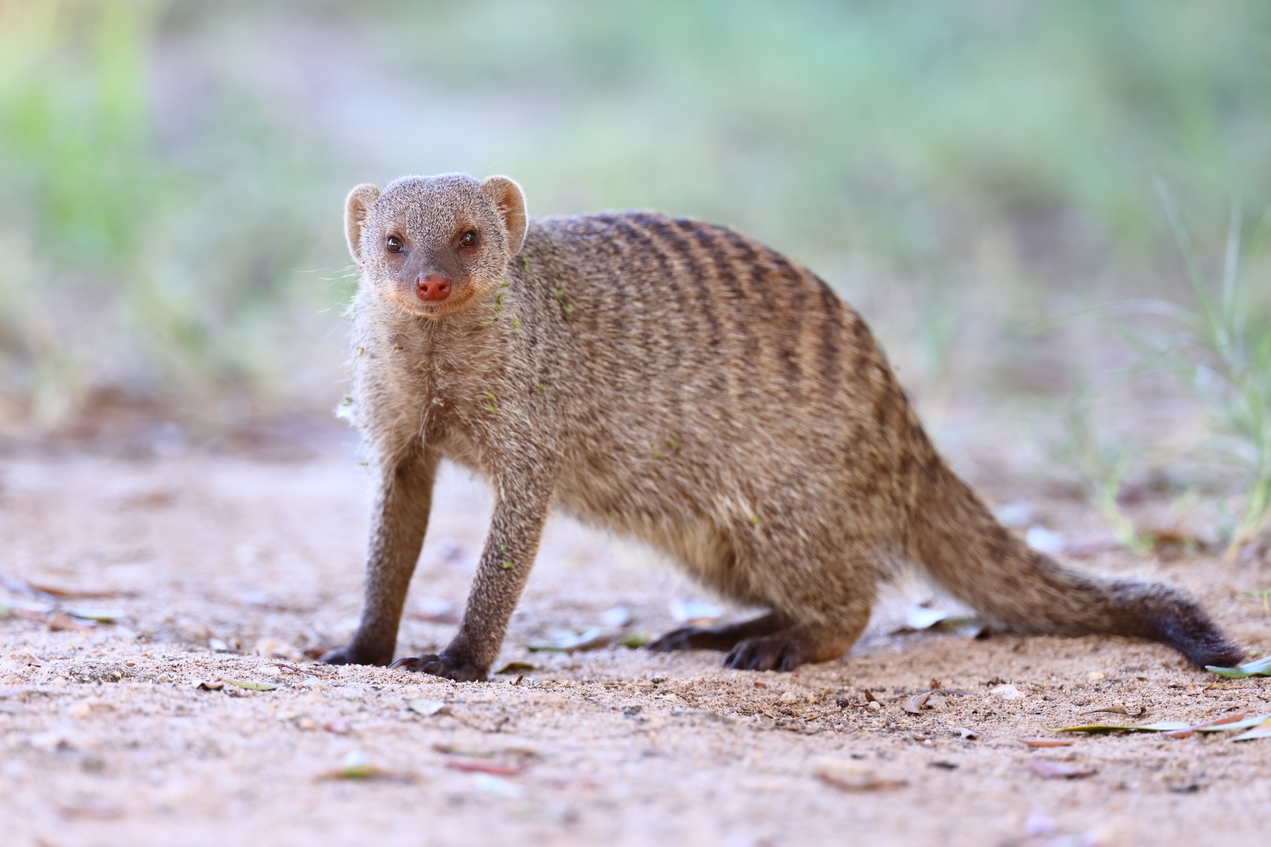 Etosha - Banded mongoose (Mungos mungo)