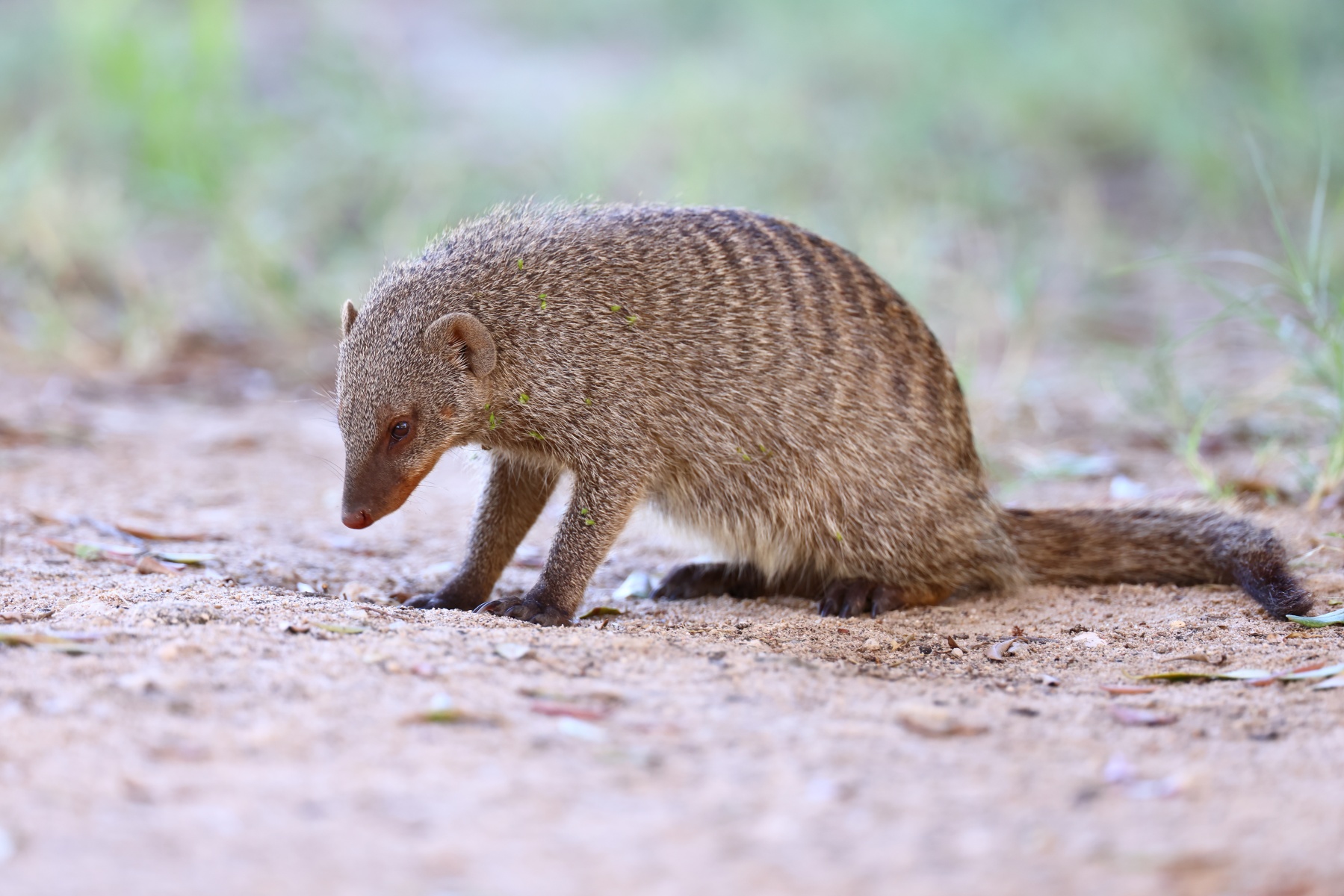 Etosha - Banded mongoose (Mungos mungo)
