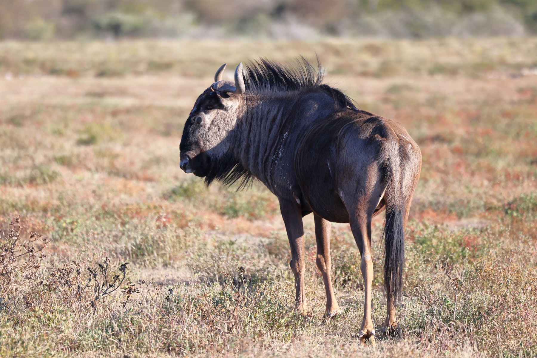 Etosha - Blue wildebeest (Connochaetes taurinus)