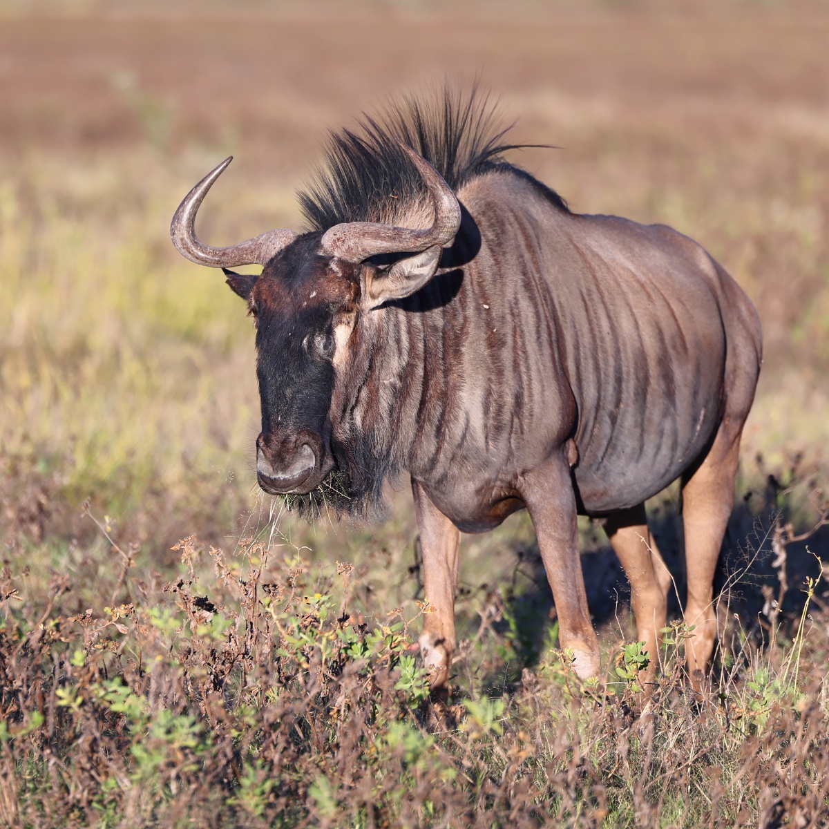Etosha - Blue wildebeest (Connochaetes taurinus)