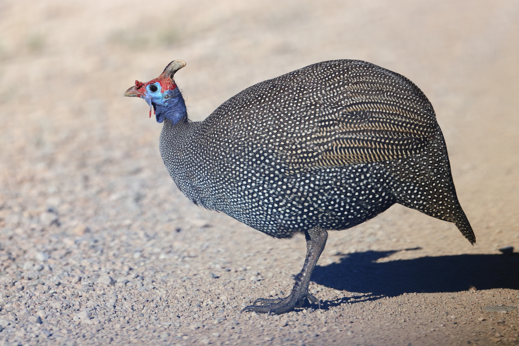 Etosha - Helmeted guineafowl (Numida meleagris)