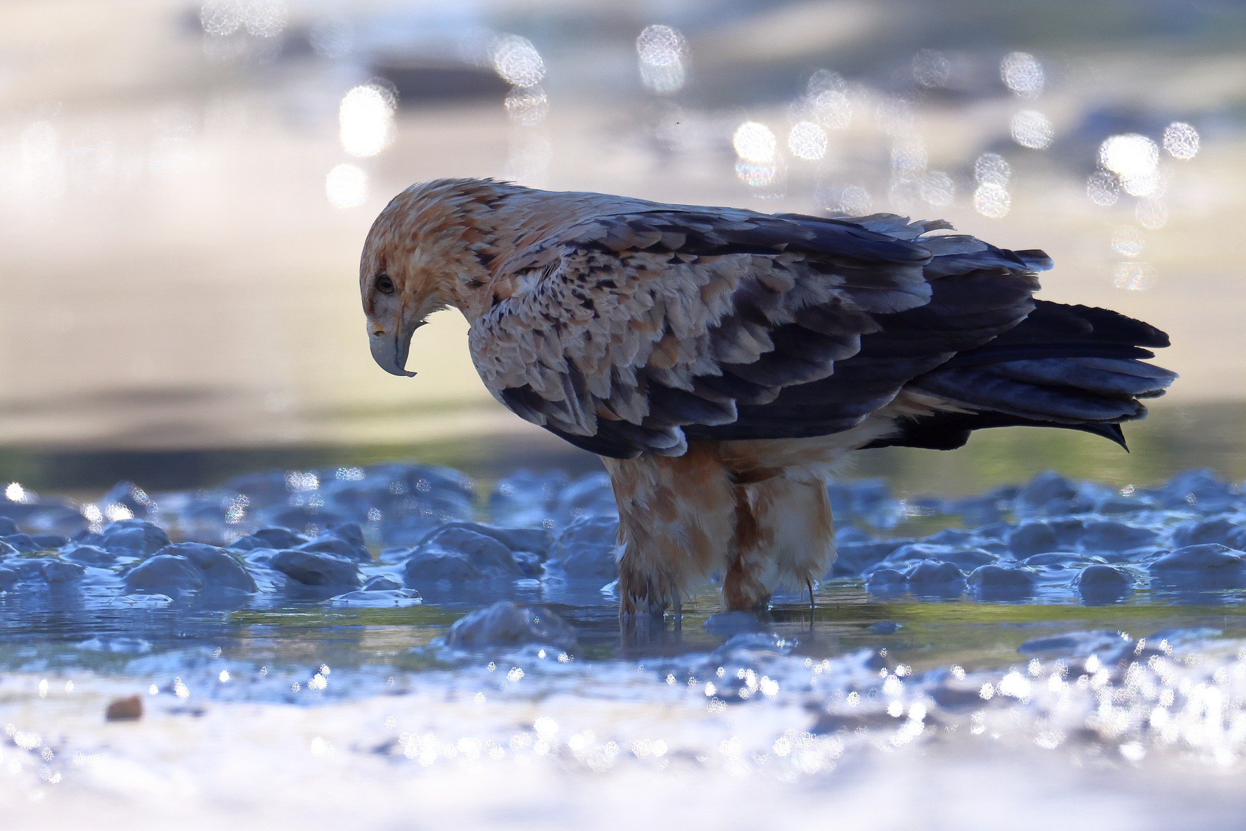 Etosha - Tawny eagle (Aquila rapax)