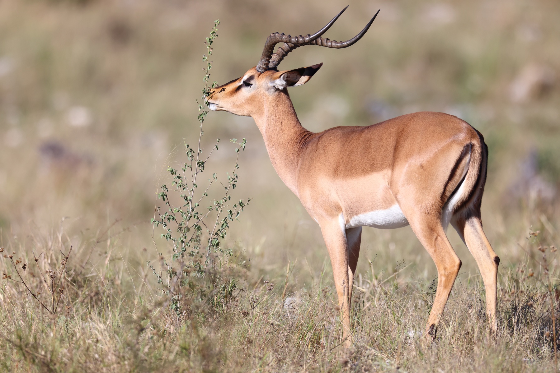 Etosha - Impala (Aepyceros melampus)