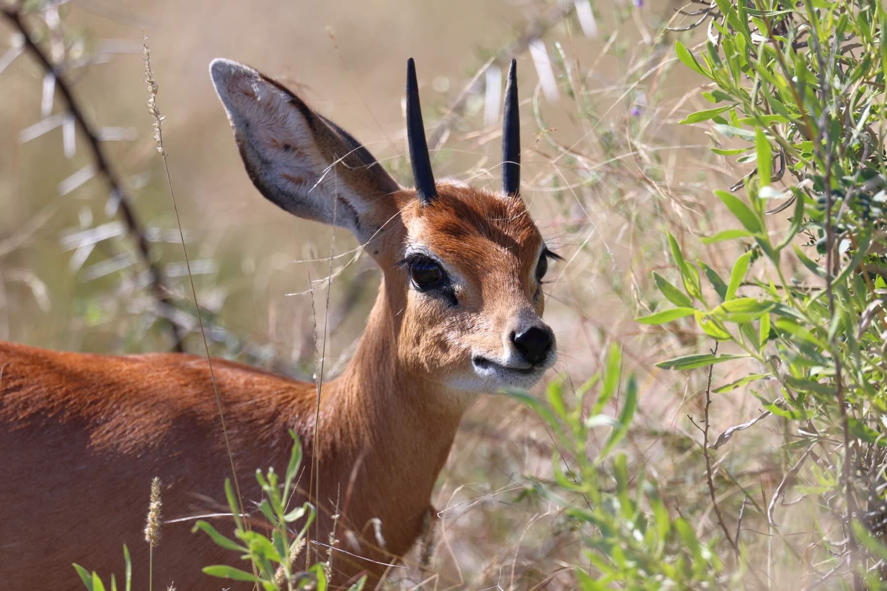 Etosha - Steenbok (Raphicerus campestris)