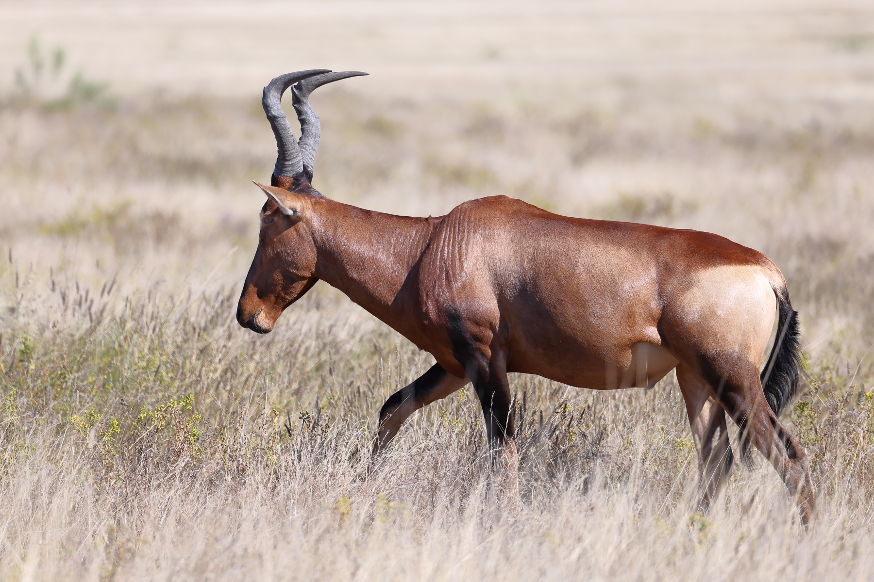 Etosha - Hartebeest (Alcelaphus buselaphus)