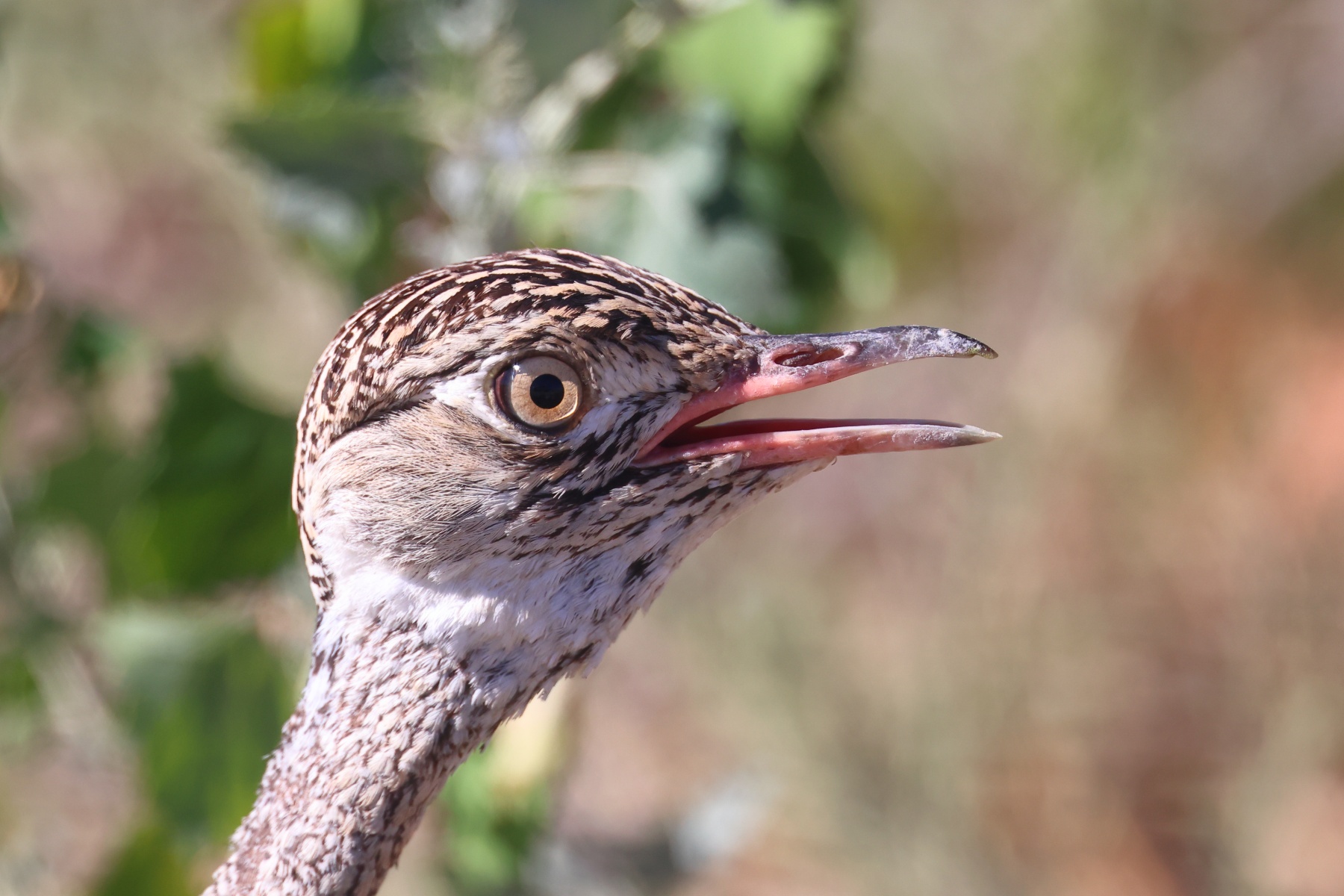 Etosha - Red-crested korhaan (Lophotis ruficrista)