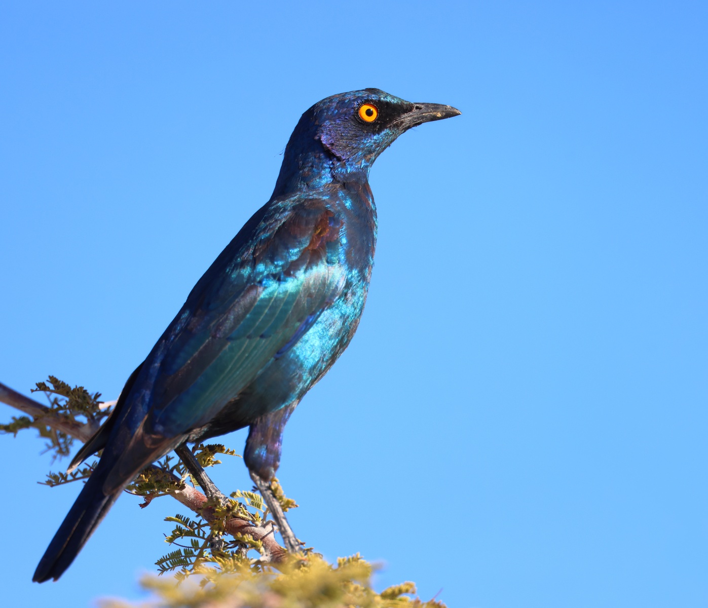 Etosha - Cape starling (Lamprotornis nitens)