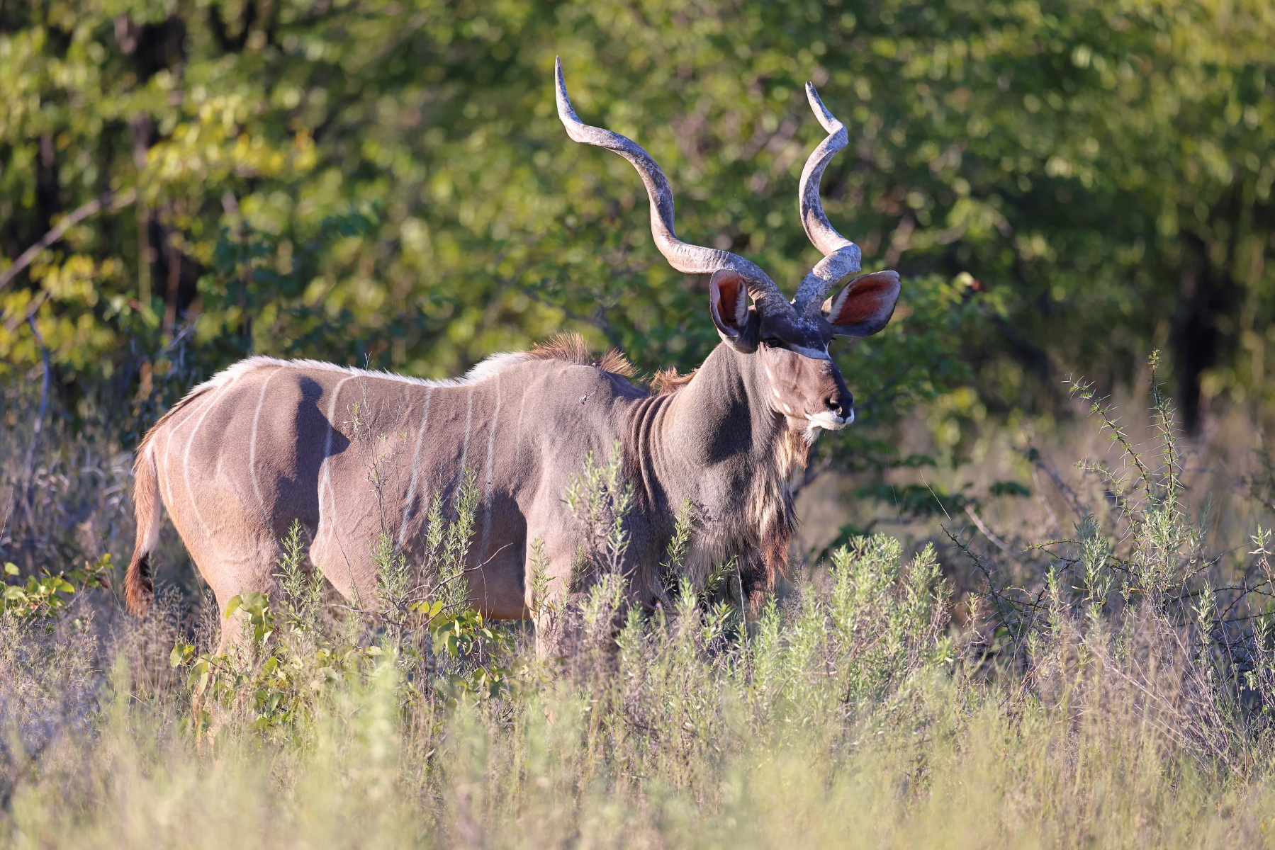 Etosha - Greater kudu (Tragelaphus strepsiceros)