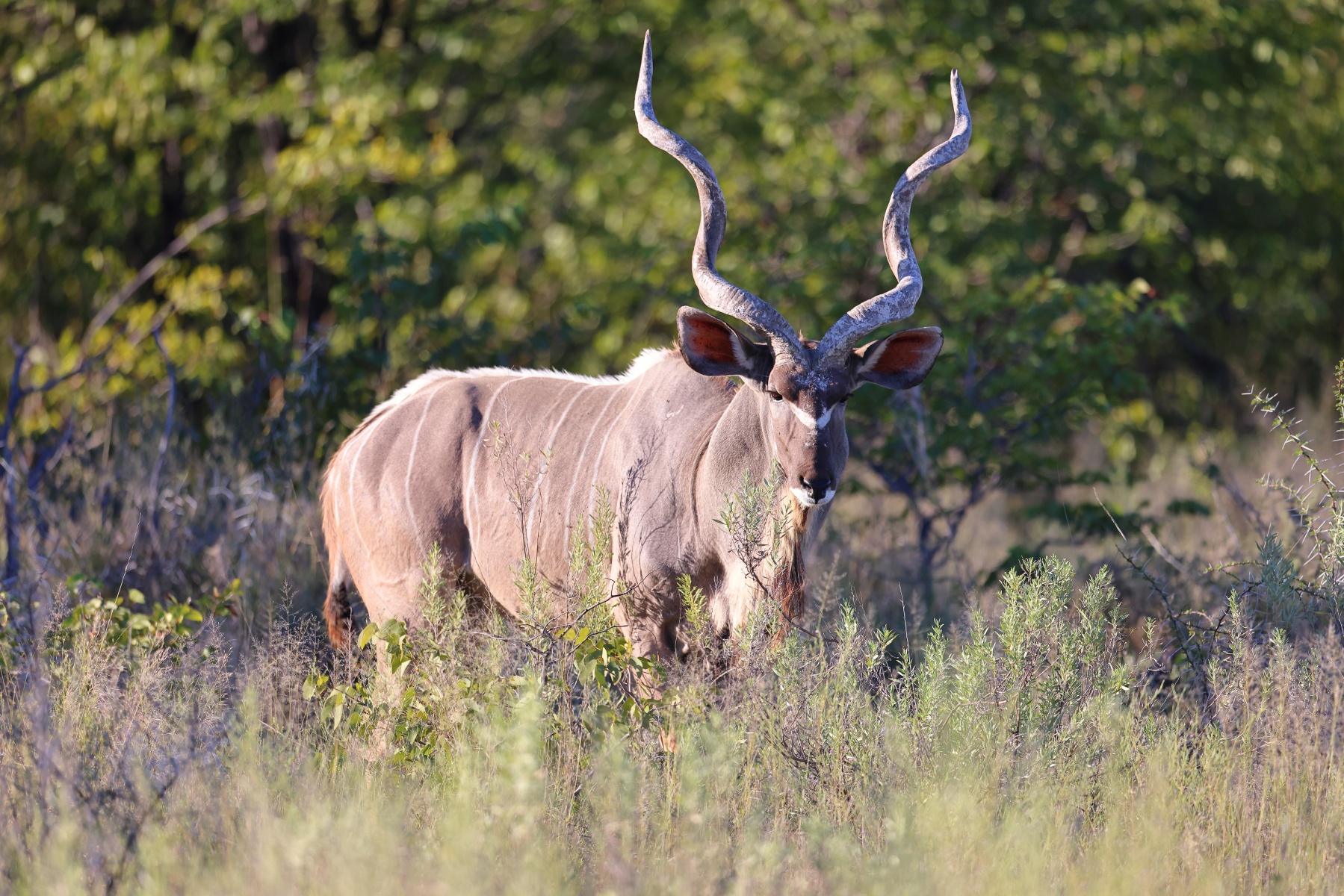 Etosha - Greater kudu (Tragelaphus strepsiceros)