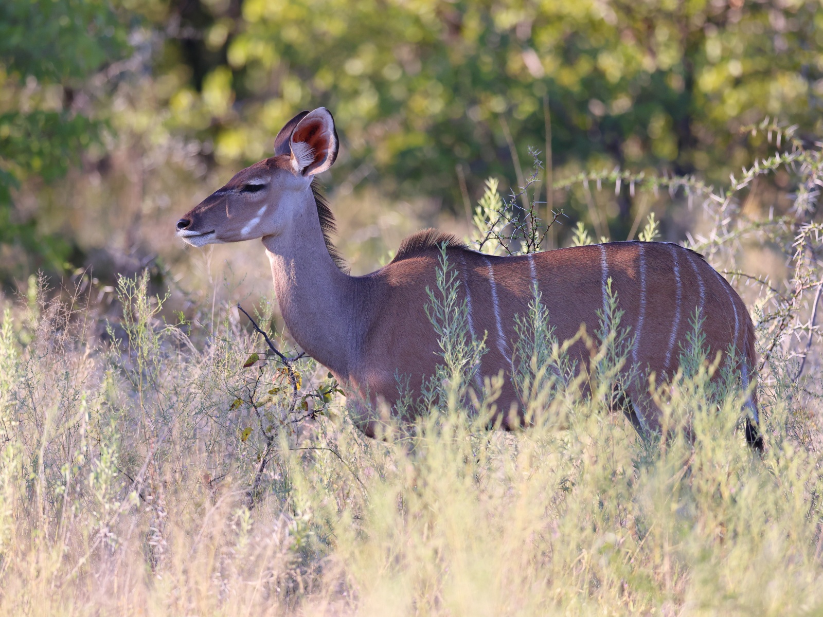 Etosha - Greater kudu (Tragelaphus strepsiceros)
