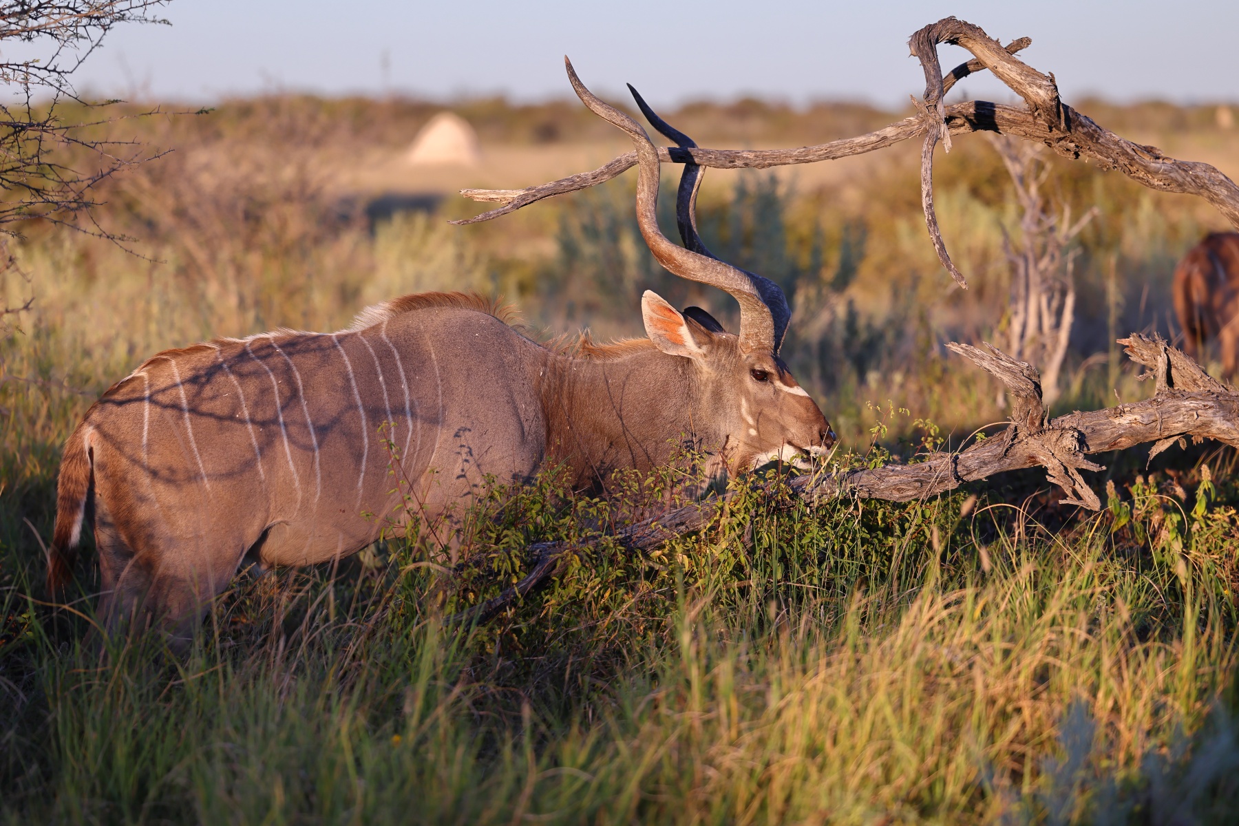 Etosha - Greater kudu (Tragelaphus strepsiceros)