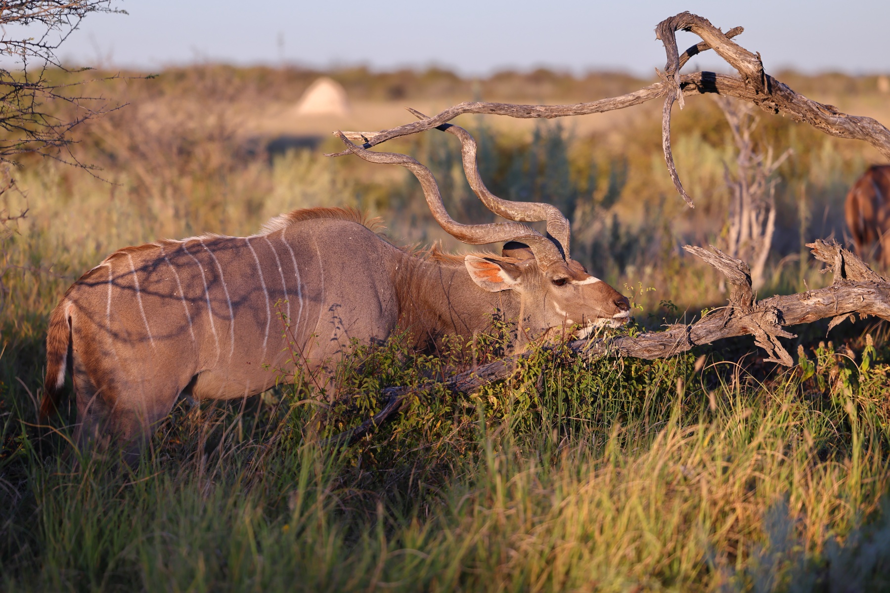 Etosha - Greater kudu (Tragelaphus strepsiceros)