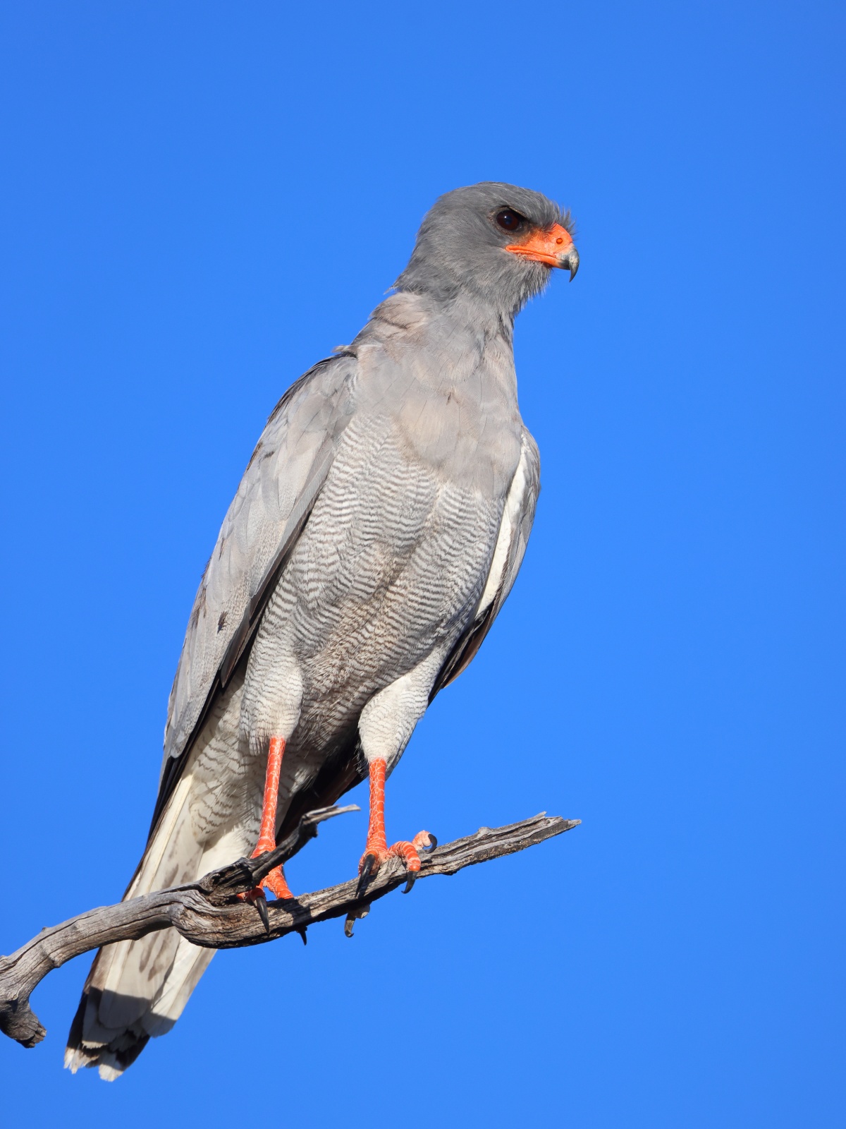 Etosha - Pale chanting goshawk (Melierax canorus)