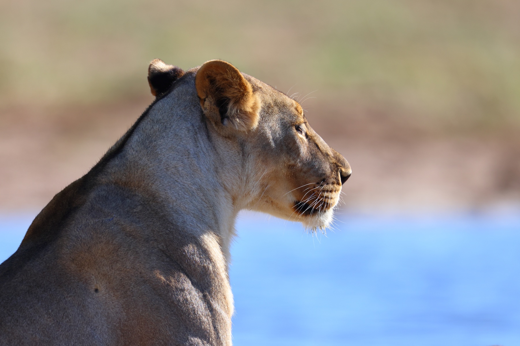 Etosha - Tsumcor waterhole - Lioness (Panthera leo)