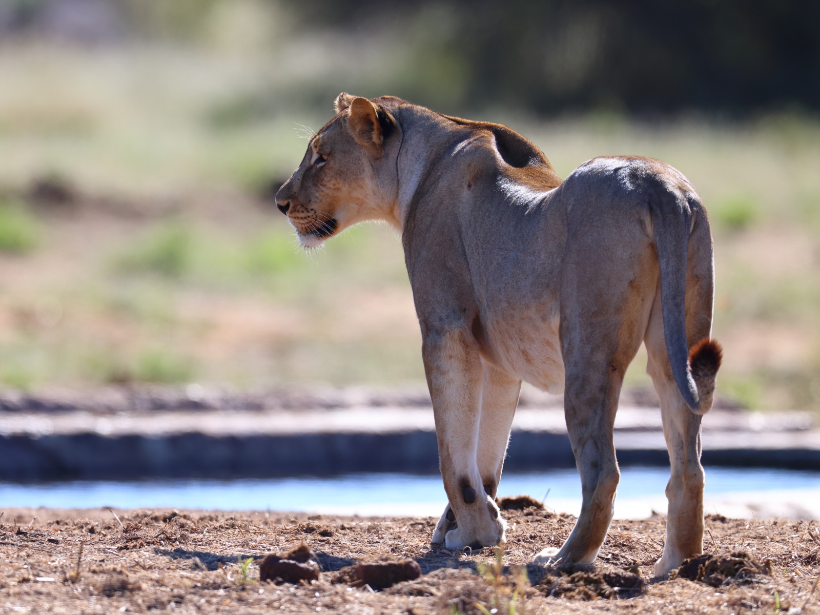 Etosha - Tsumcor waterhole - Lioness (Panthera leo)