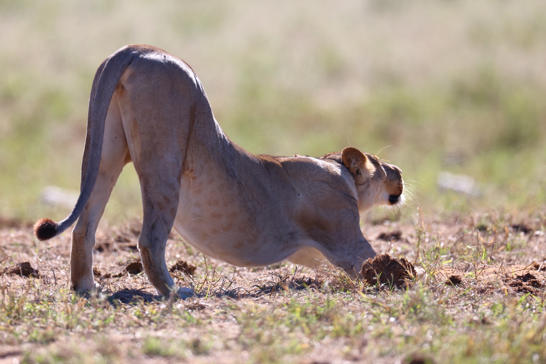 Etosha - Tsumcor waterhole - Lioness (Panthera leo)