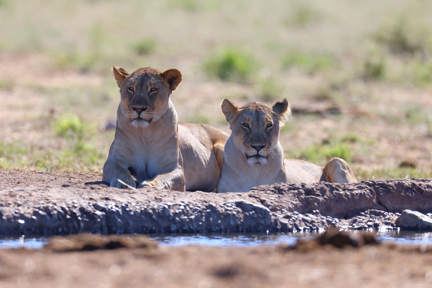 Etosha - Tsumcor waterhole - Lioness (Panthera leo)