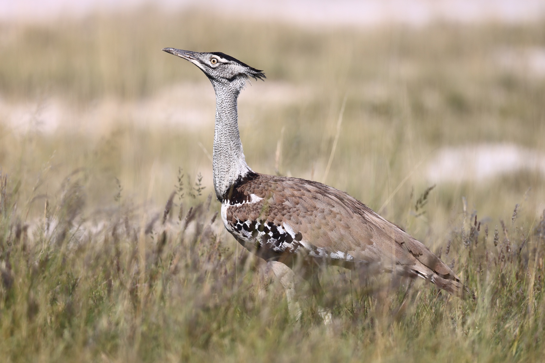 Etosha - Kori bustard (Ardeotis kori)