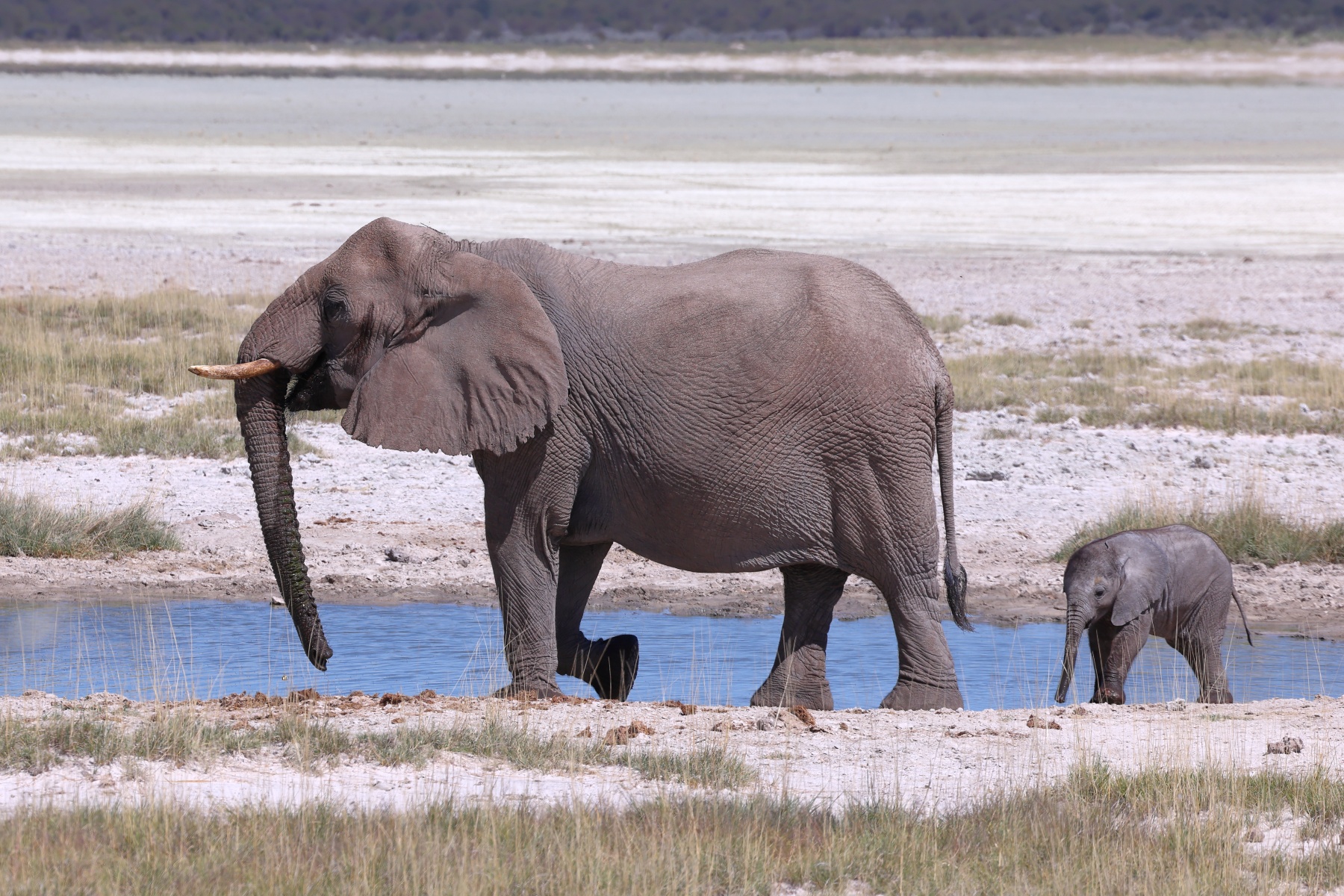 Etosha - African bush elephant (Loxodonta africana)