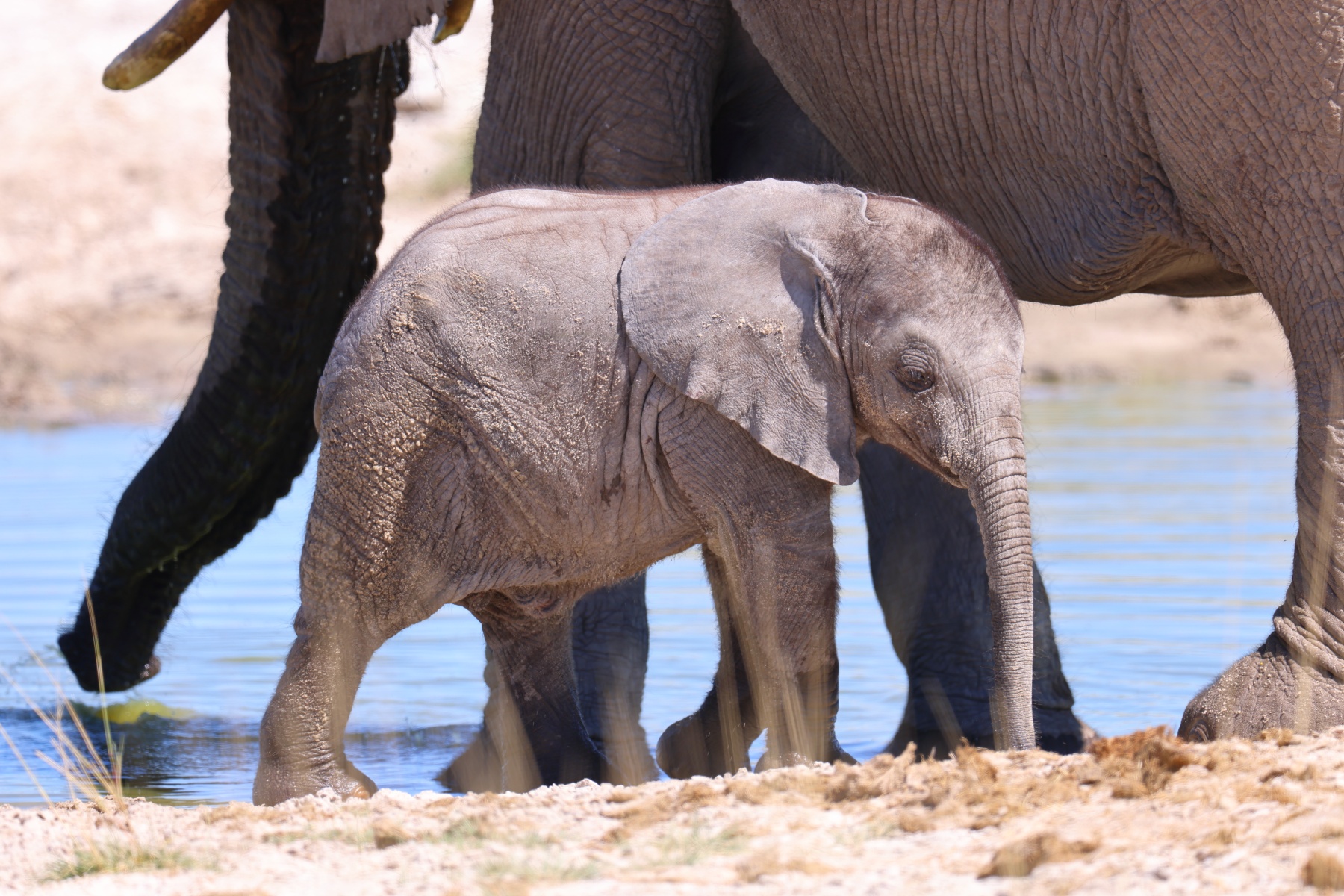Etosha - African bush elephant (Loxodonta africana)