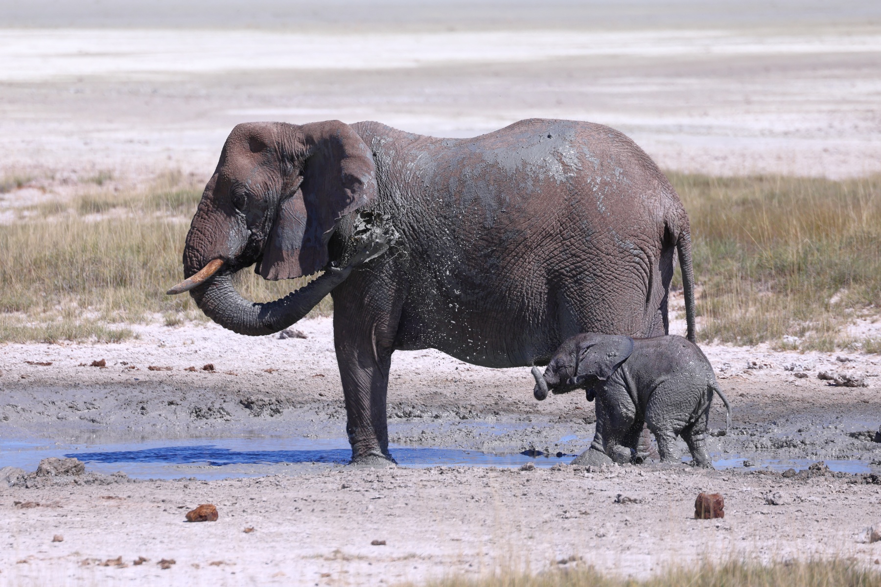 Etosha - African bush elephant (Loxodonta africana)