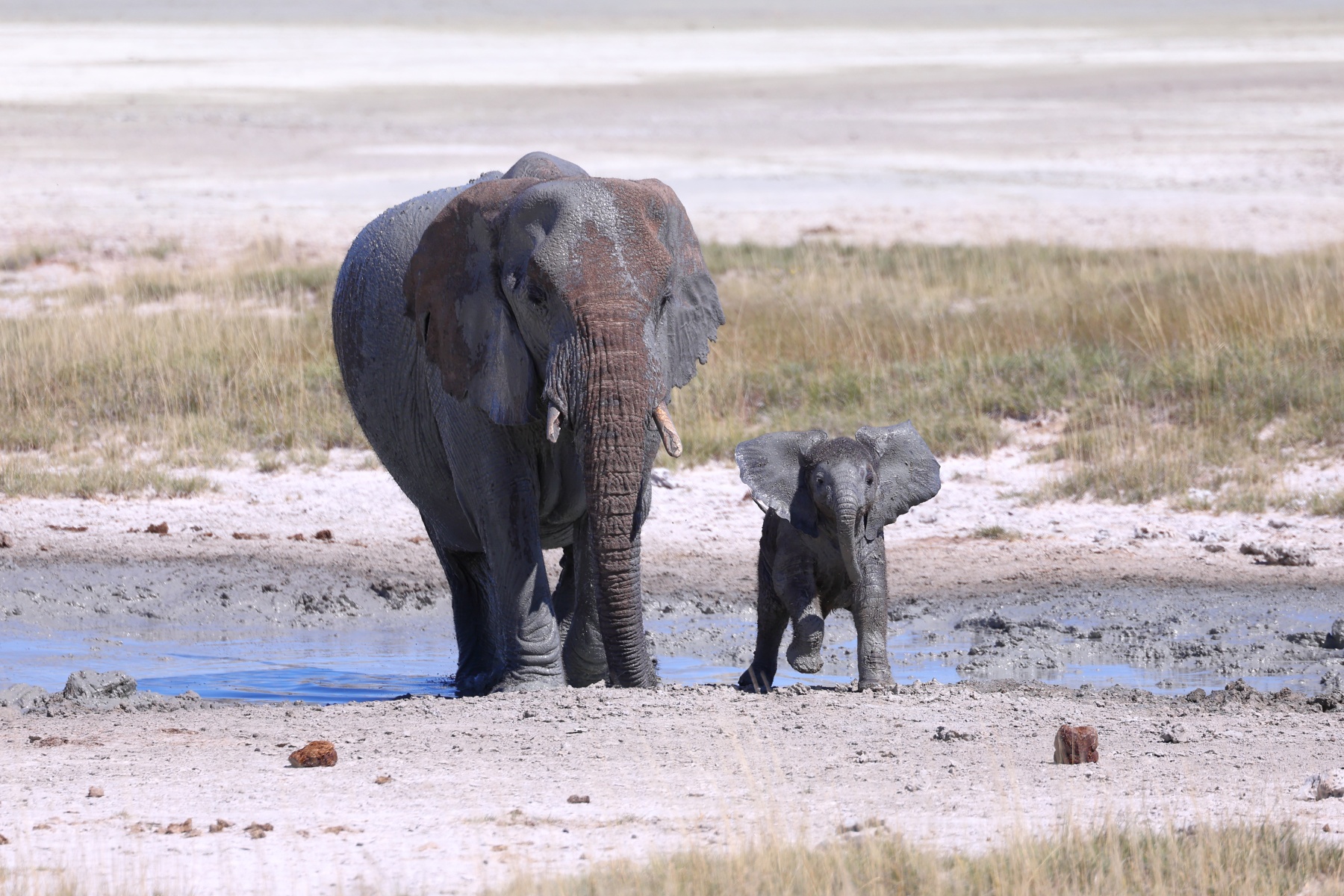 Etosha - African bush elephant (Loxodonta africana)