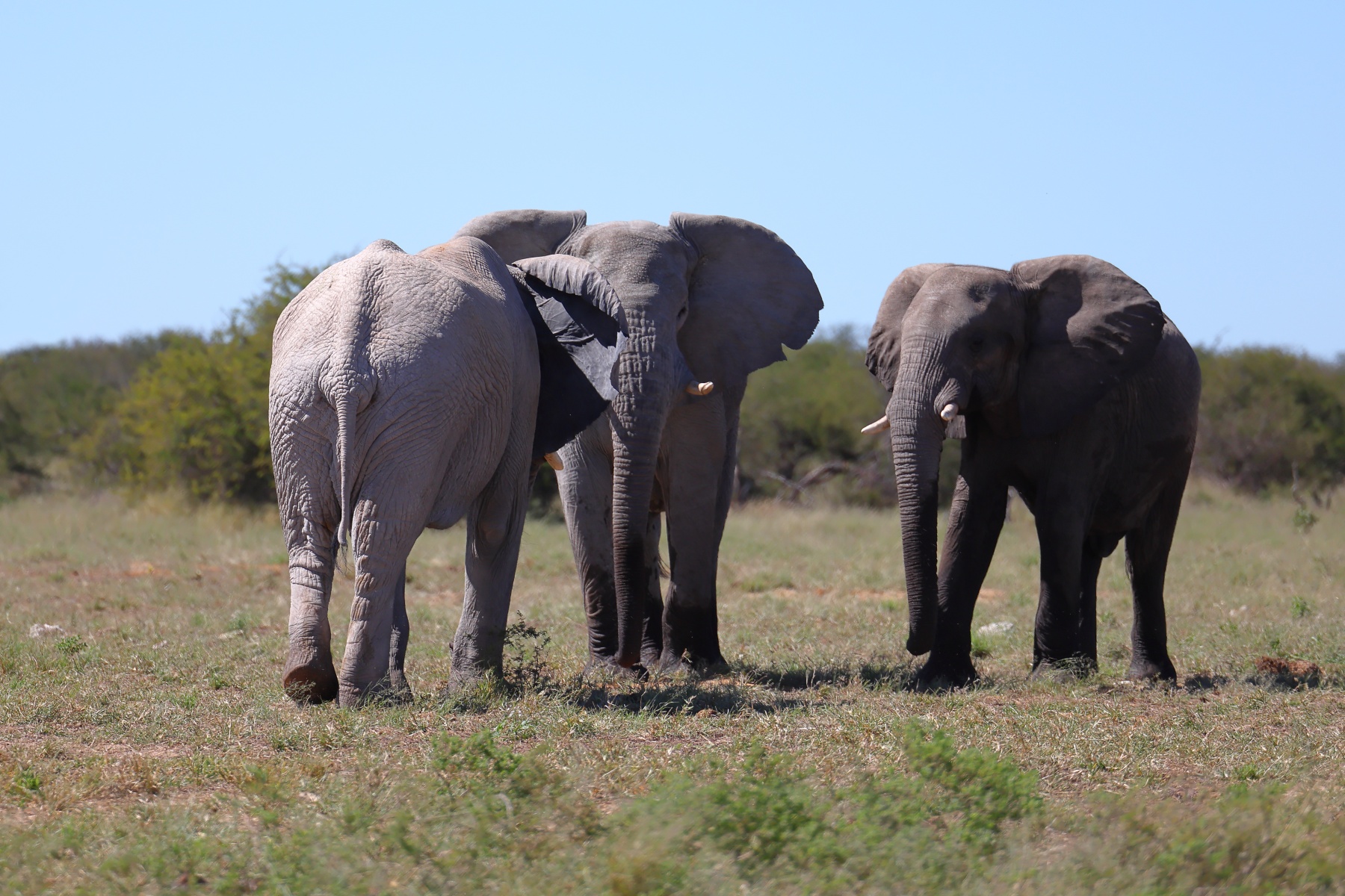 Etosha - African bush elephant (Loxodonta africana)