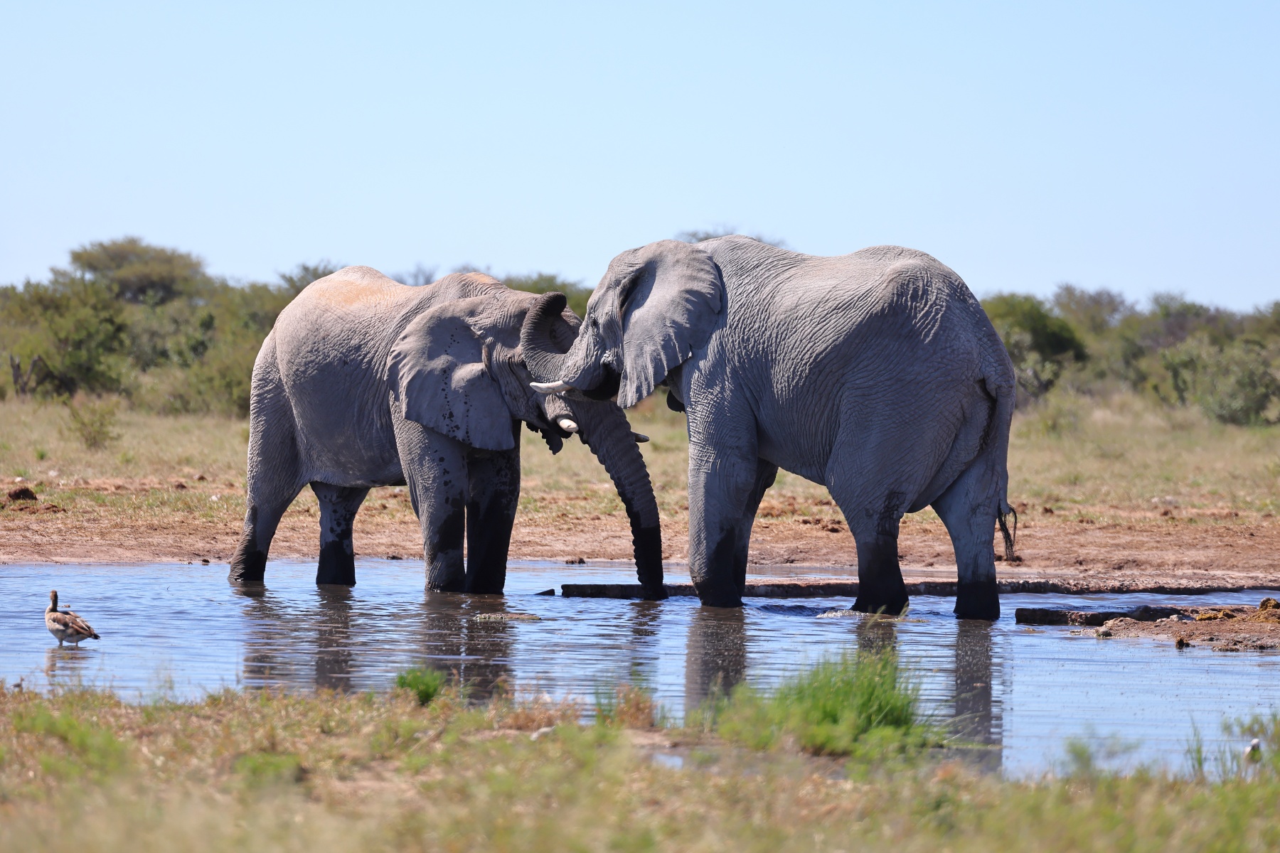 Etosha - African bush elephant (Loxodonta africana)