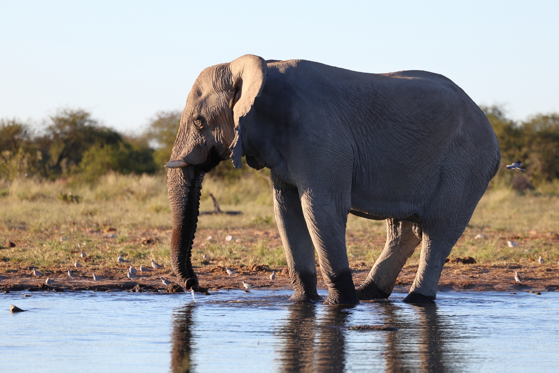 Etosha - African bush elephant (Loxodonta africana)