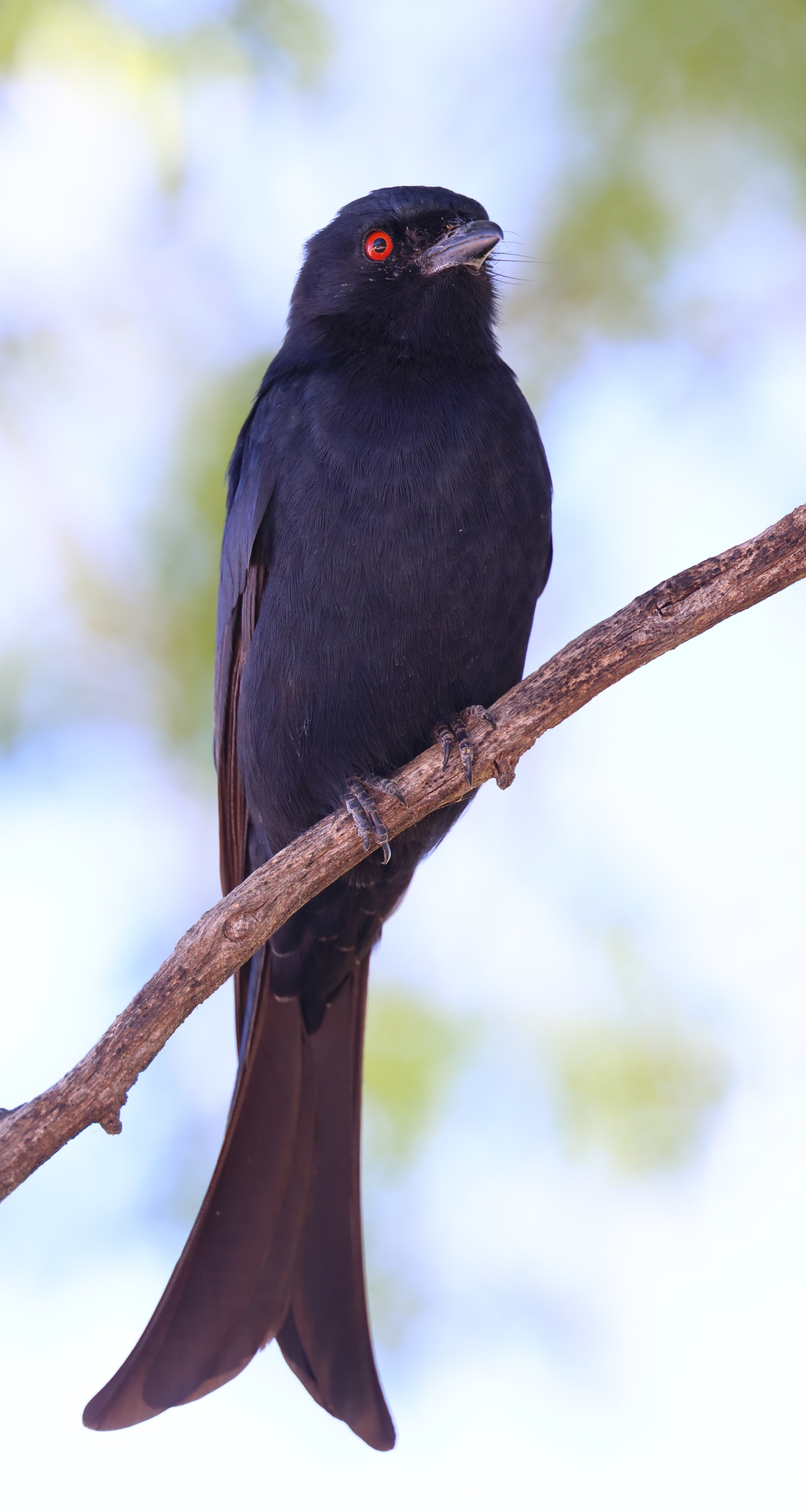 Etosha - Fork-tailed drongo (Dicrurus adsimilis)