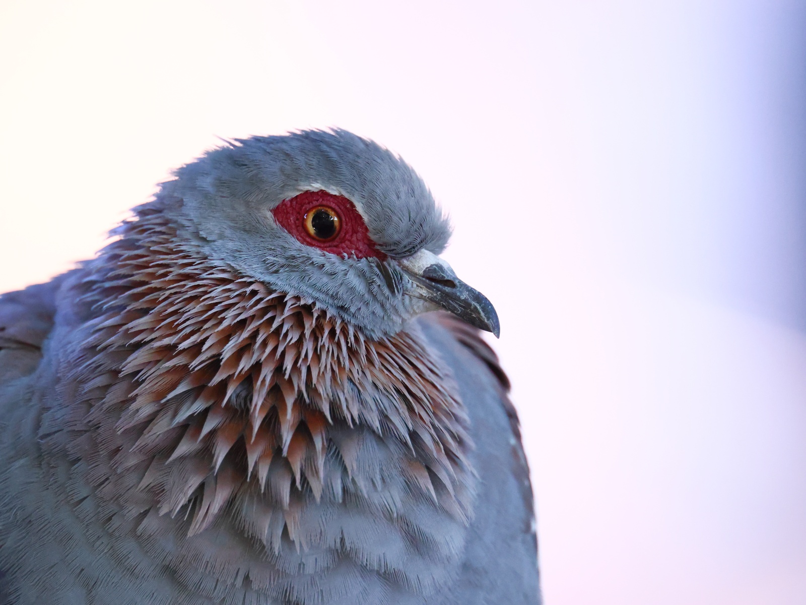 Windhoek - Hotel Uhland - Speckled pigeon (Columba guinea)