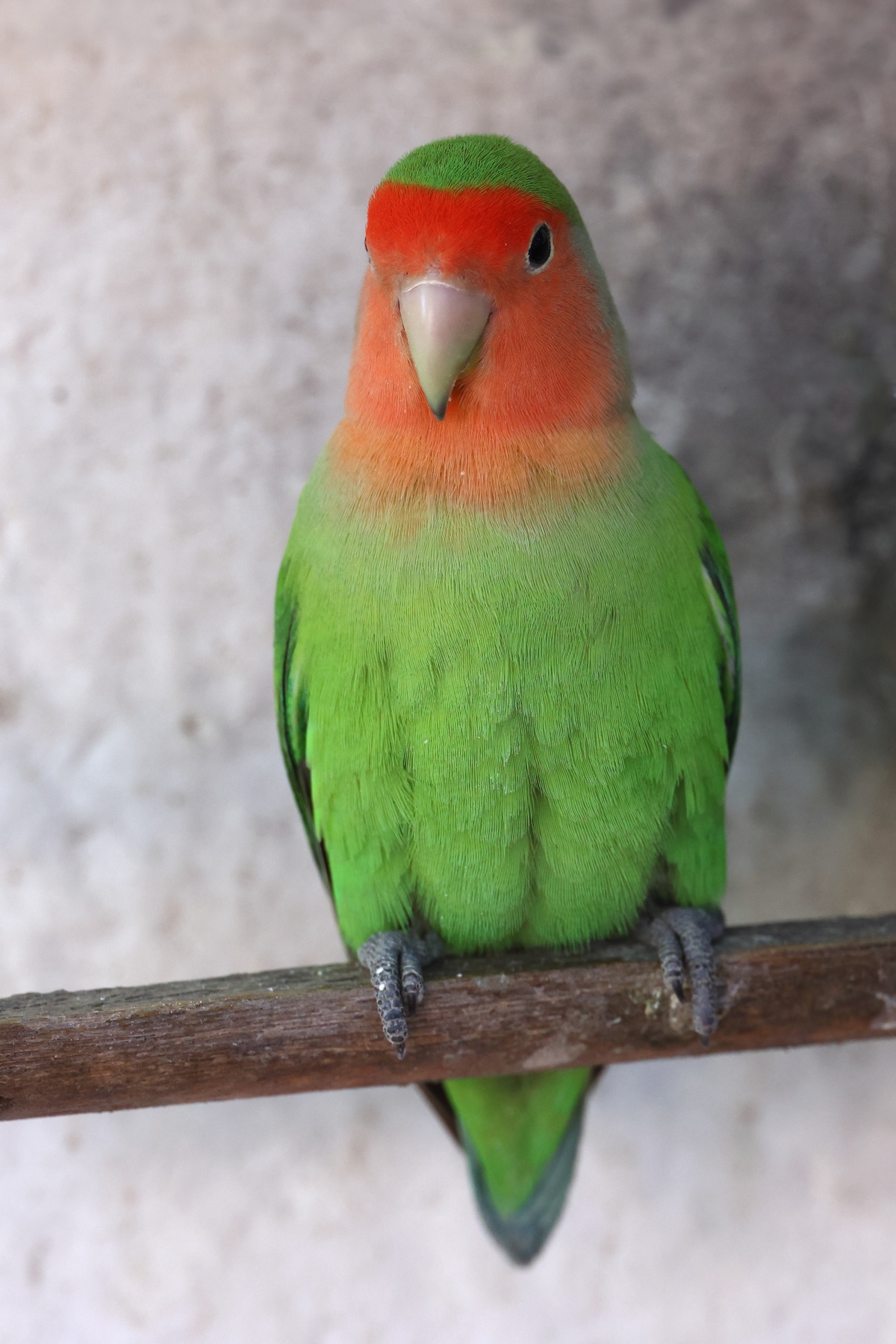 Windhoek - Hotel Uhland - Rosy-faced lovebird (Agapornis roseicollis)