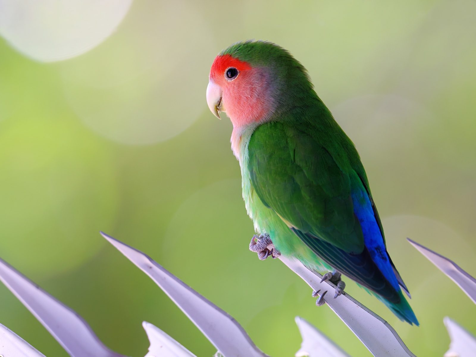 Windhoek - Hotel Uhland - Rosy-faced lovebird (Agapornis roseicollis)