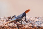 Spitzkoppe - Namib rock agama (Agama planiceps) - Male