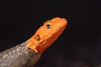 Spitzkoppe - Namib rock agama (Agama planiceps) - Male