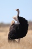 Etosha - South African ostrich (Struthio camelus australis)