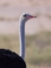 Etosha - South African ostrich (Struthio camelus australis)