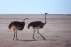 Etosha - South African ostrich (Struthio camelus australis)