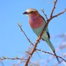 Etosha - Lilac-breasted roller (Coracias caudatus)