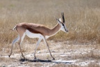 Etosha - Springbok (Antidorcas marsupialis)