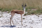 Etosha - Springbok (Antidorcas marsupialis)