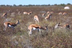 Etosha - Springbok (Antidorcas marsupialis)