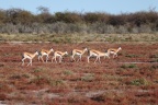 Etosha - Springbok (Antidorcas marsupialis)