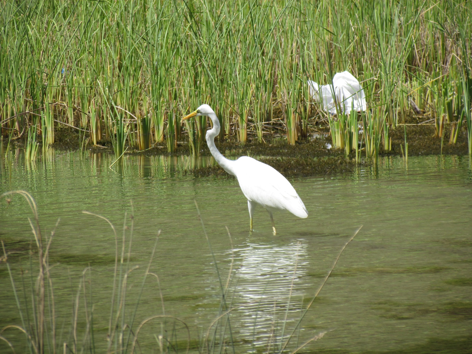 Wadi Shab - Great egret
