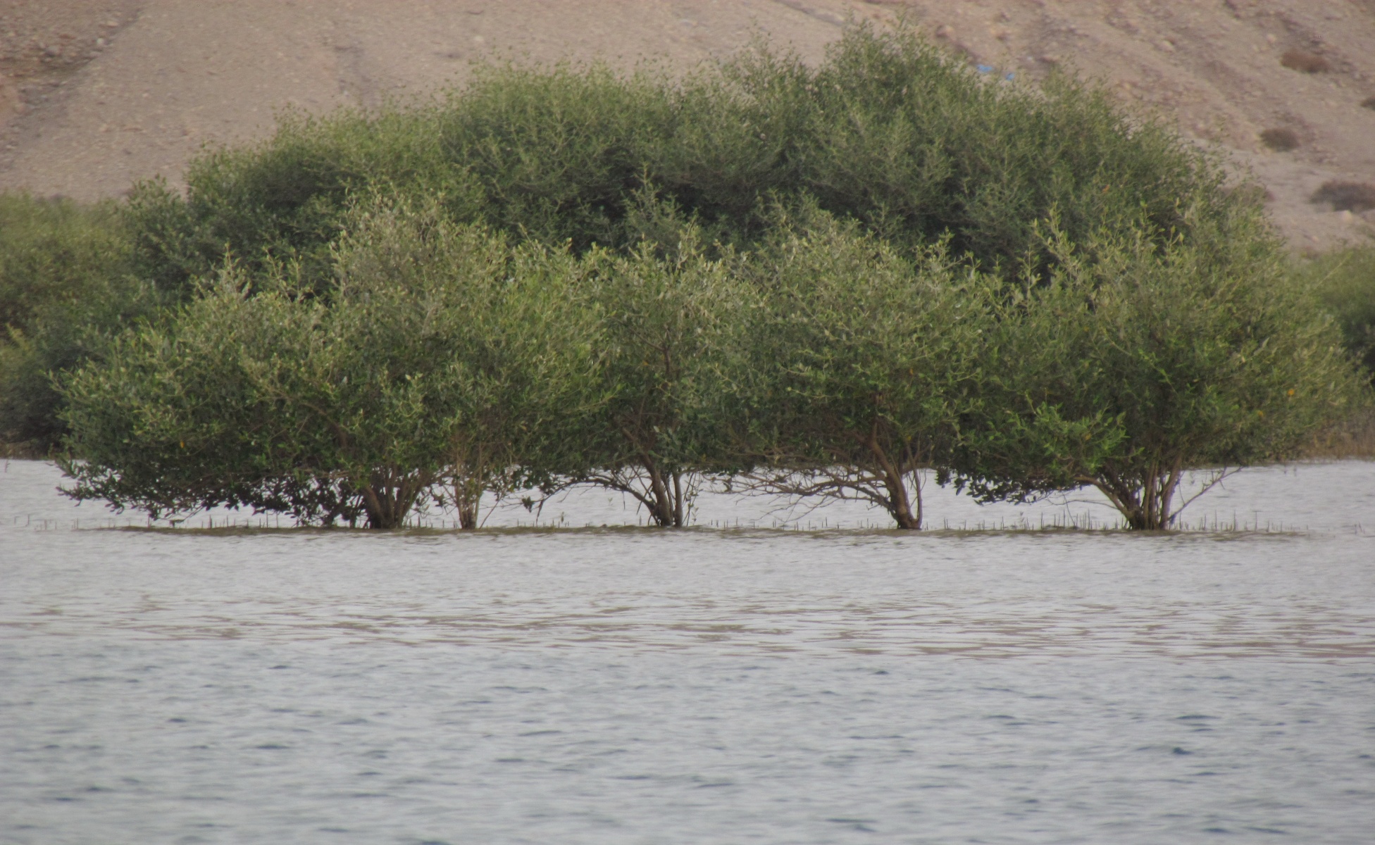 Sur - Mangrove